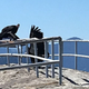 Endangered California condors were spotted near the Giant Forest and Moro Rock at Sequoia National Park May 28.